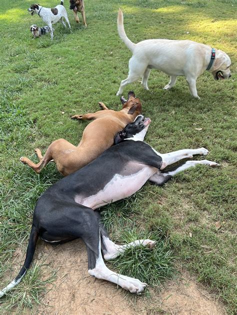 dog boarding decatur ga|Mission Road Kennels.
